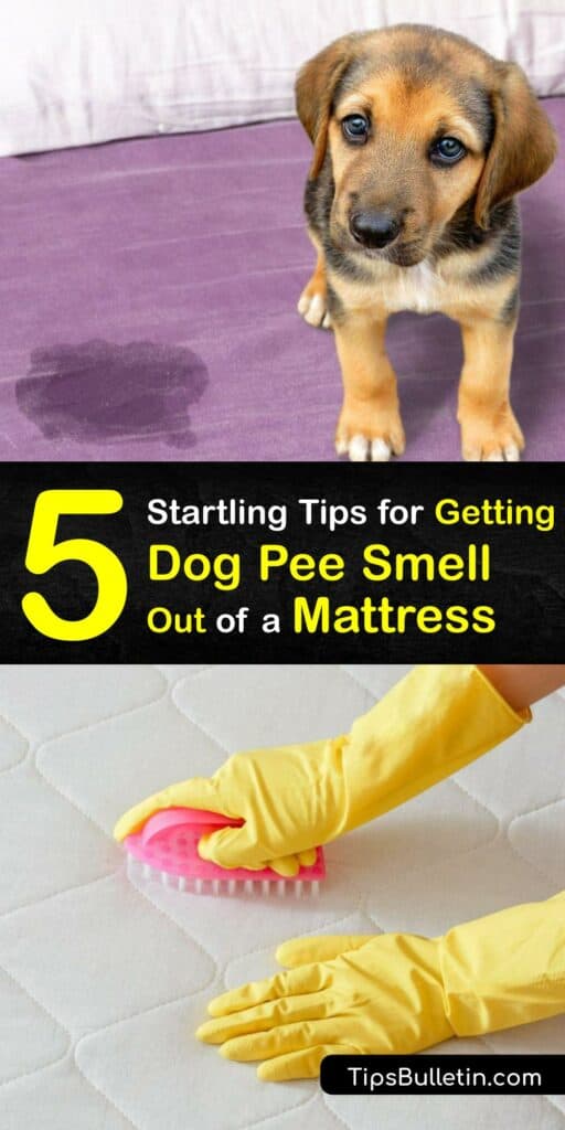 A urine stain and the accompanying urine smell make your mattress protector and mattress seem unclean. Use at-home ideas to tackle the pee stain and oust the pee smell with items like baking soda, white vinegar, enzymatic cleaner, and dish soap. #dog #pee #smell #remove #mattress