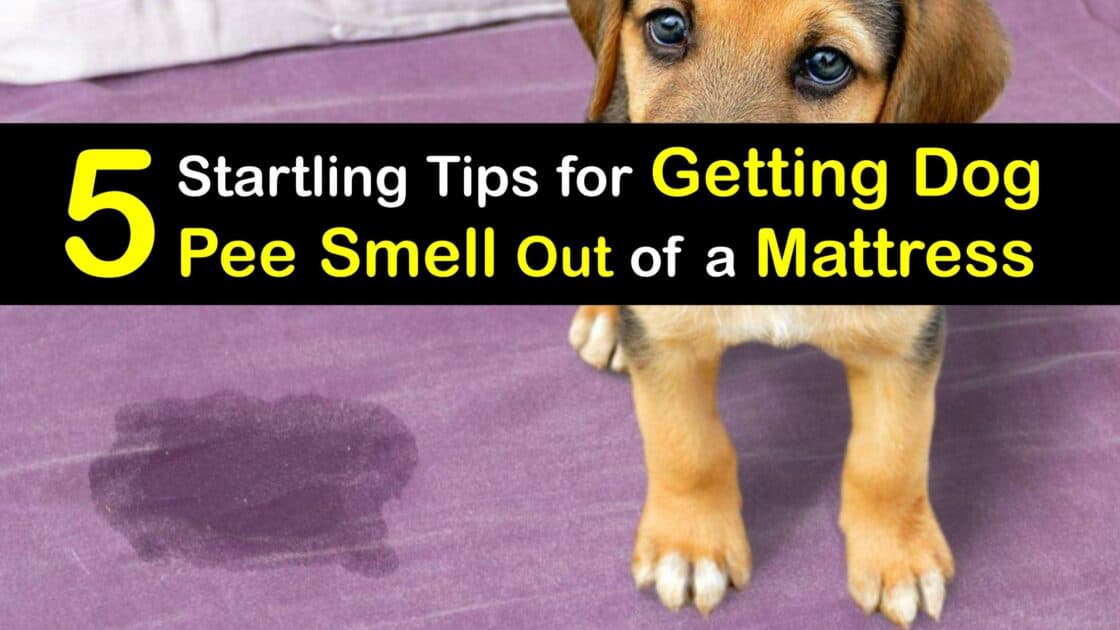 Get Dog Pee Smell in a Mattress Remove Dog Urine Odor