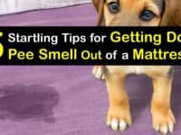 How to Get Dog Pee Smell Out of a Mattress titleimg1