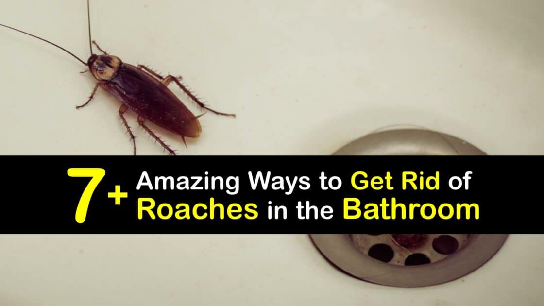 Get Rid of Roaches Kill Cockroaches in the Bathroom
