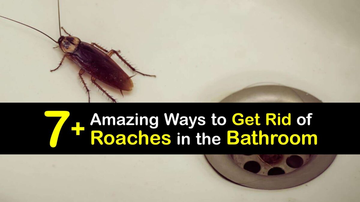 Get Rid of Roaches Kill Cockroaches in the Bathroom