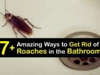 How to Get Rid of Cockroaches in the Bathroom titleimg1
