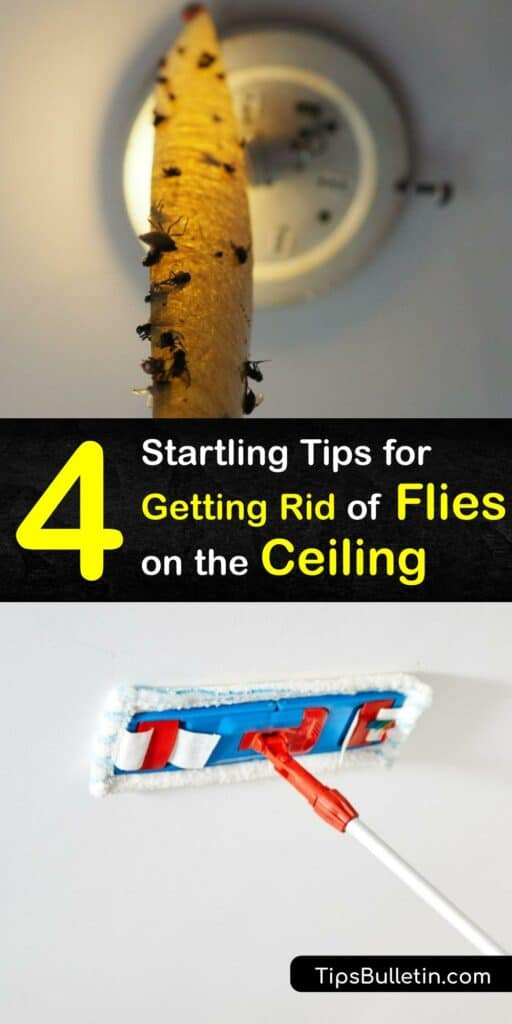 Learn how to get rid of flies on the ceiling with traps and sprays. An indoor gnat infestation is common if you have fungus in your houseplants. Fruit flies are attracted to rotten fruit, and it’s easy to catch these pests with a gnat trap or fruit fly trap. #howto #getridof #flies #ceiling
