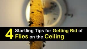 How to Get Rid of Gnats on the Ceiling titleimg1