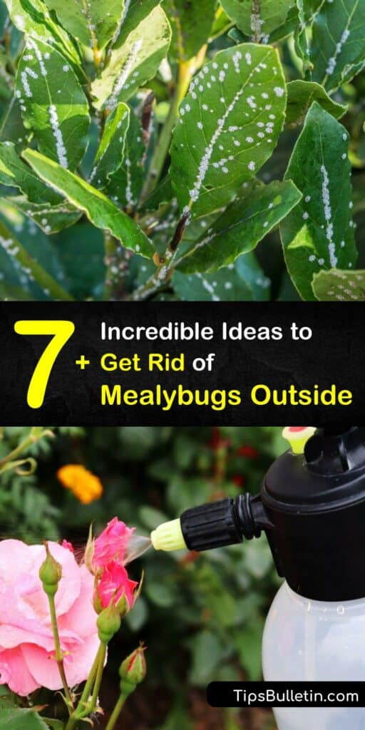 A mealybug infestation has the potential to become a big problem. Mealybugs feed on plant leaves and tissue, starving your garden of nutrients. Discover how to protect outdoor plants, save an infested plant, and prevent mealybugs from coming back with this how-to guide. #destroy #mealybugs #outside