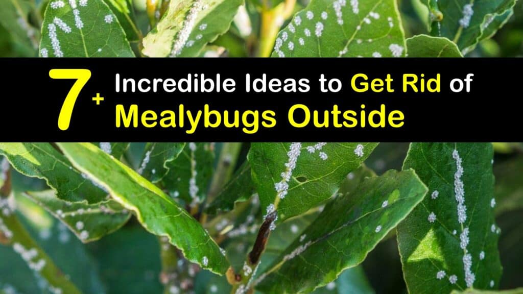 How to Get Rid of Mealybugs Outside titleimg1