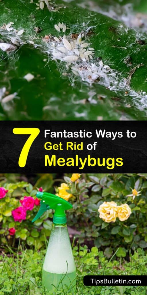 Discover how to prevent mealybugs and control mealybugs on your indoor plant or ornamental plants. Closely related to the scale insect, the citrus mealybug destroys an infested plant. Treat mealybugs without harming the beneficial insect population with neem oil and more. #get #rid #mealybugs