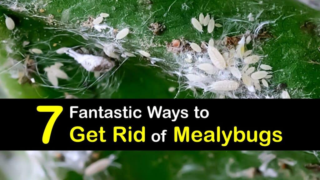 Getting Rid of Mealybugs - Quick Tips for Eliminating Mealybugs