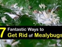 How to Get Rid of Mealybugs titleimg1