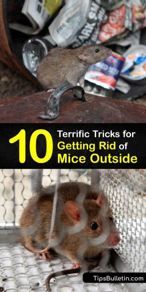 Finding the right mouse trap is key for a rodent problem like field mice, or a house mouse. Try a live trap with peanut butter bait or a snap trap as soon as you see mouse droppings. Add a few drops of essential oil to a cotton ball to deter mice from around your home. #getridof #mice #outdoors