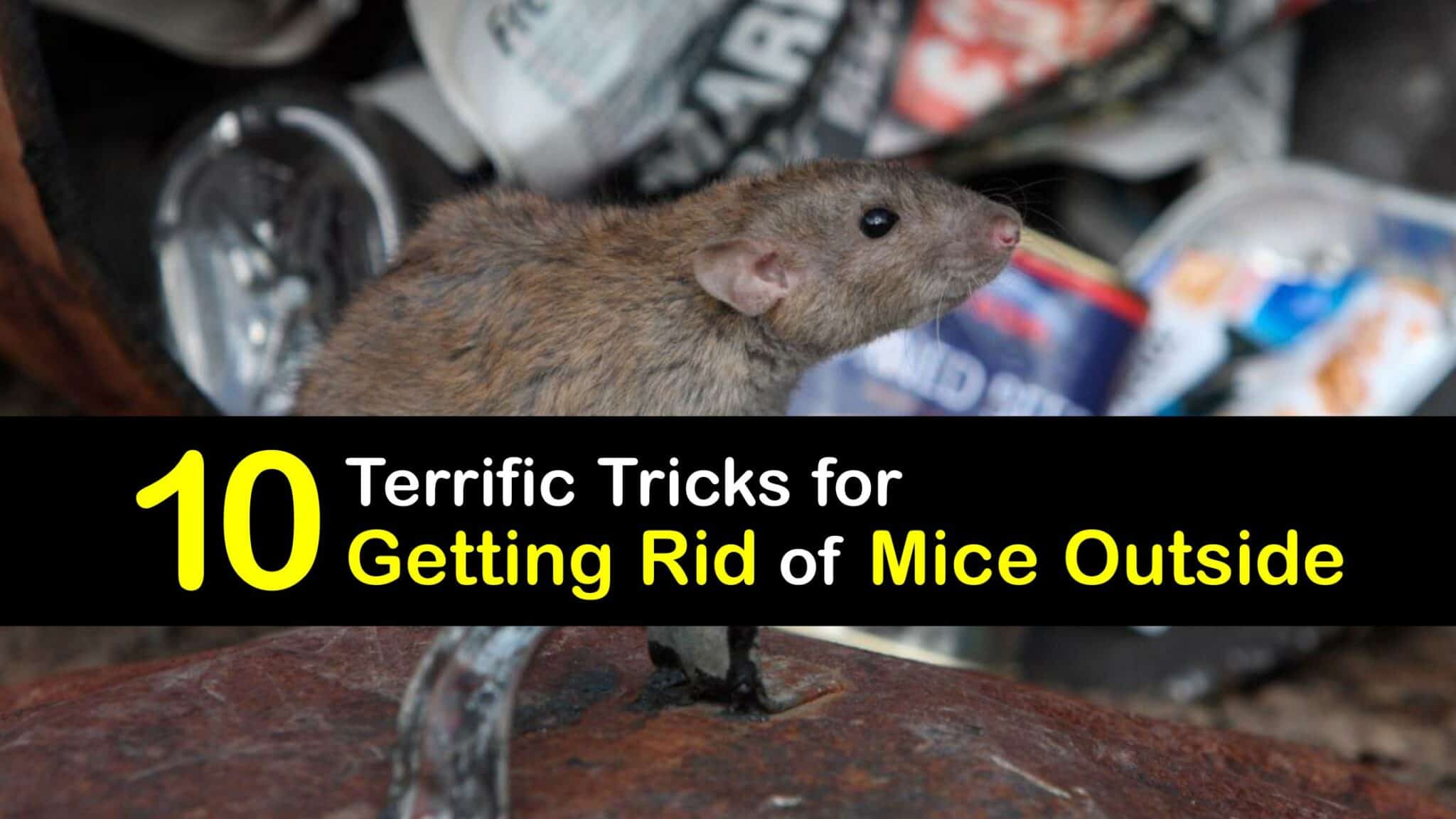 Killing Mice Outside Easy Tips for Getting Rid of Mice Outdoors