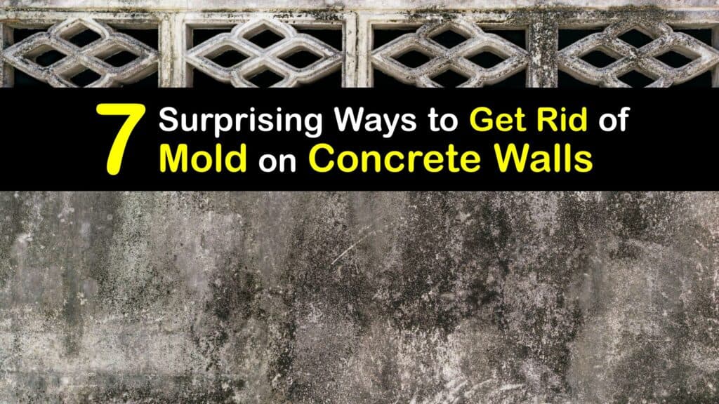 How to Get Rid of Mold on Concrete Block Walls titleimg1