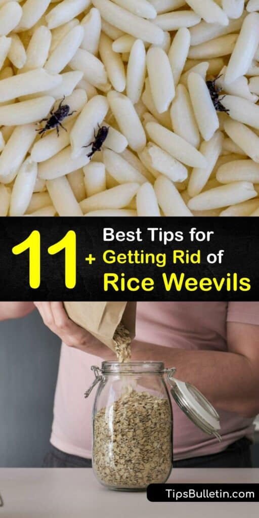 Sitophilus oryzae, rice bugs, the granary weevil, and the maize weevil are all names for this pantry pest. Adult weevils infest and reproduce in grain products like rice and pasta. Learn to deter the adult rice weevil and keep your food safe. #get #rid #rice #weevils