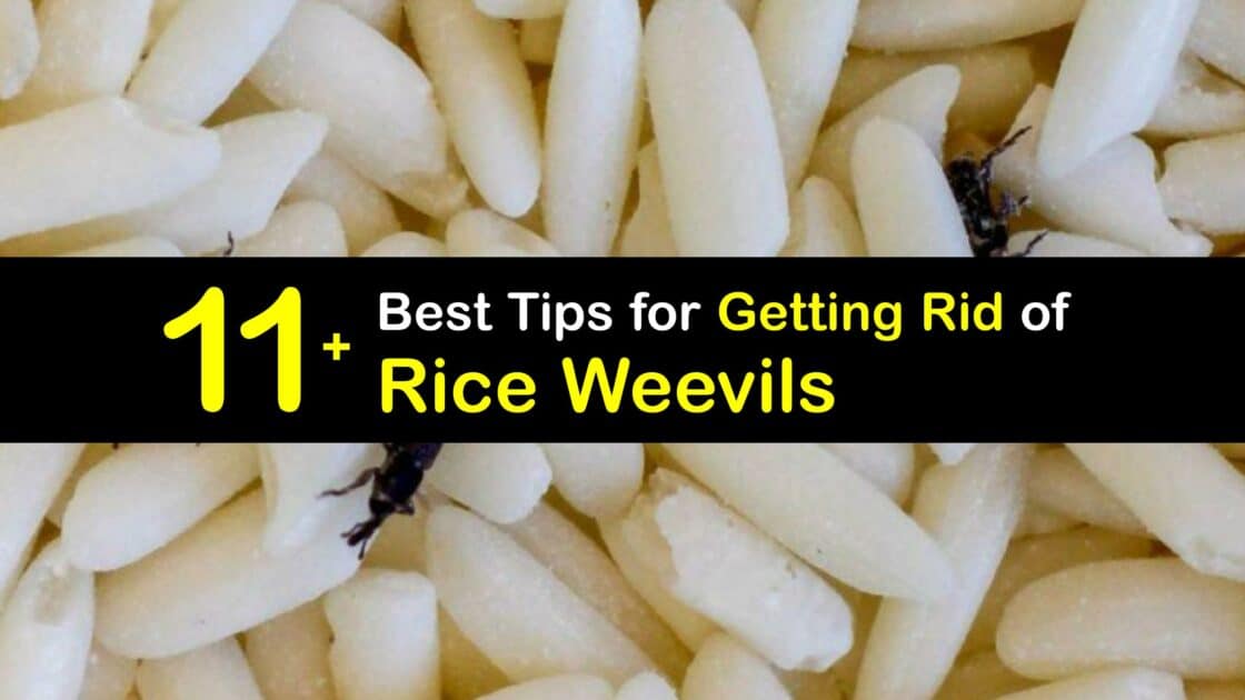 Rice Weevil Control Guide to Getting Rid of Weevils in the Rice