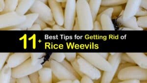 How to Get Rid of Rice Weevils titleimg1