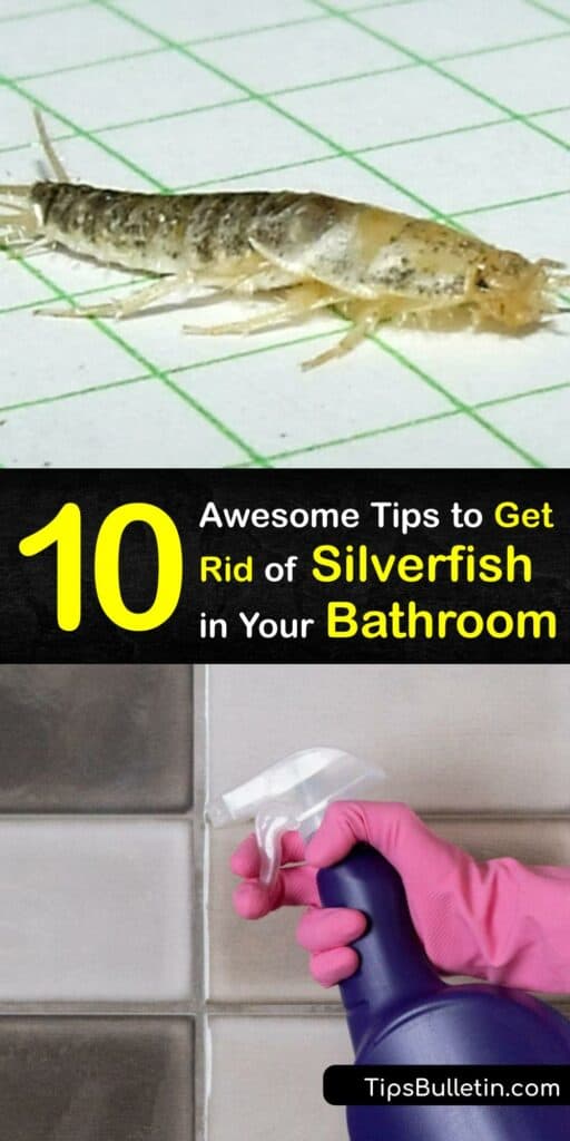 Are silverfish harmful? Though silverfish bugs will not hurt you, an infestation is inconvenient and requires prompt pest control. Prevent silverfish and reduce the insect population with a sticky trap, boric acid, essential oils, and more. #get #rid #silverfish #bathroom