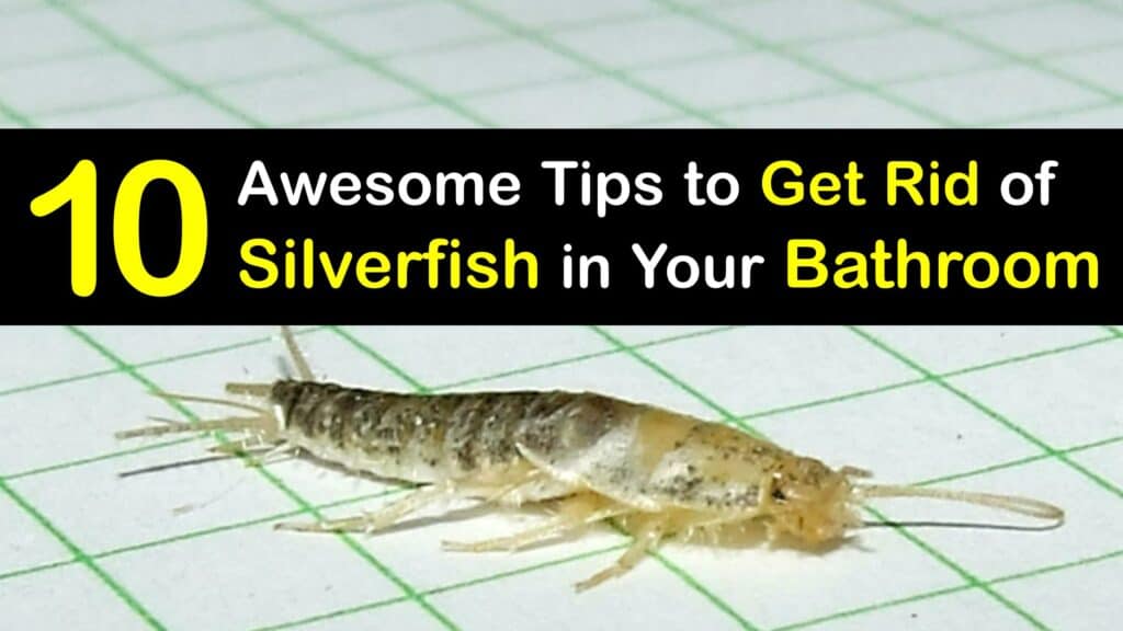 How to Get Rid of Silverfish in the Bathroom titleimg1