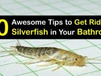 How to Get Rid of Silverfish in the Bathroom titleimg1