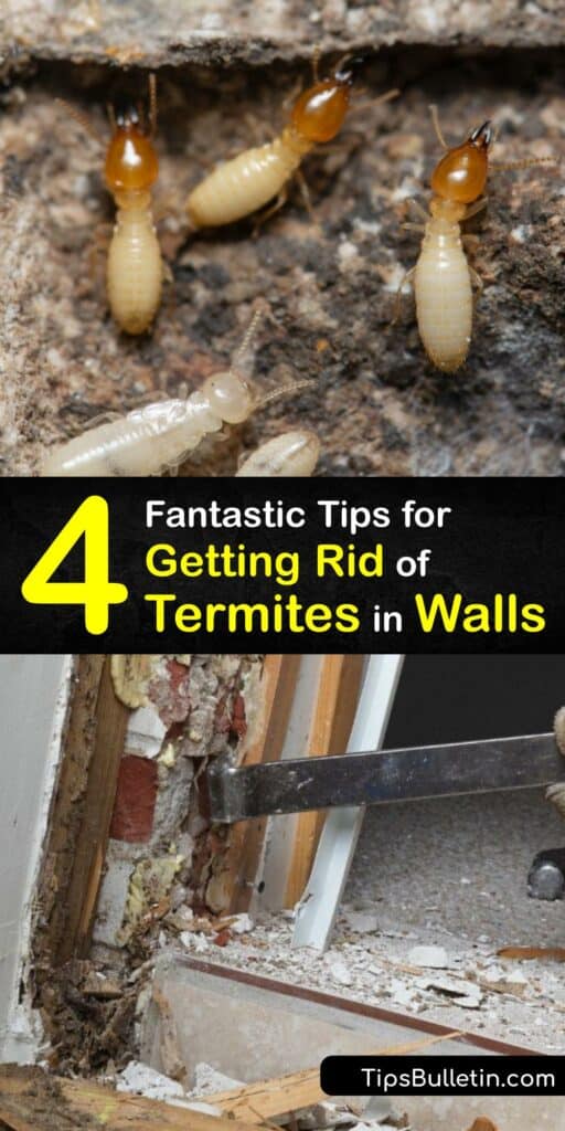 Learn how to get rid of termites in walls and prevent termite damage. Wood termites, like the dampwood termite and drywood termite, are notorious for harming wood structures, and it’s vital to take termite control steps to prevent an infestation. #getridof #termites #walls