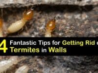 How to Get Rid of Termites in Walls titleimg1