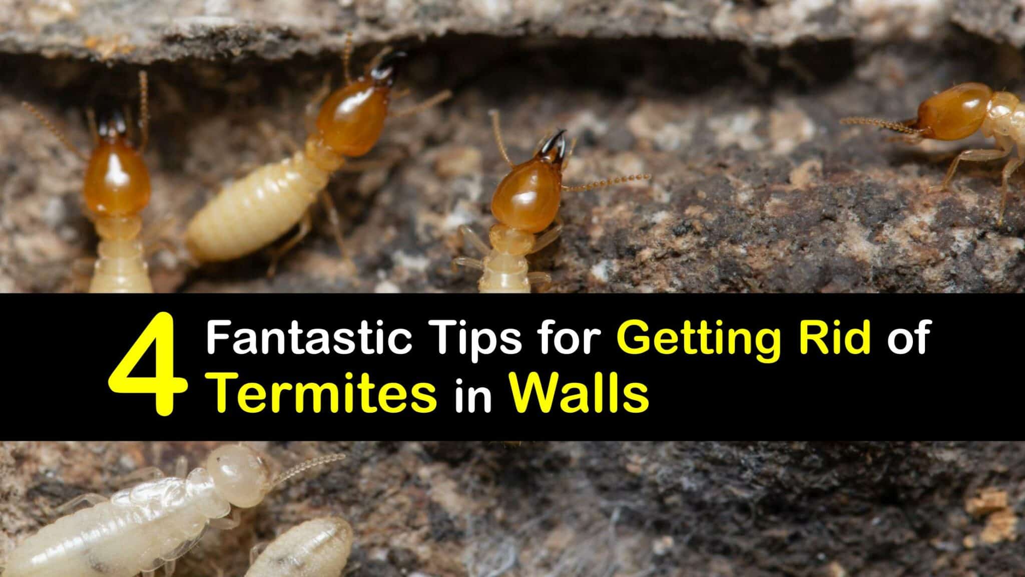 Eliminate a Termite Problem Remove Termites in the Walls