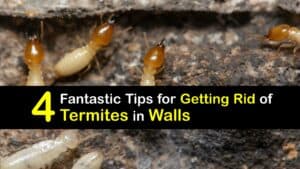 How to Get Rid of Termites in Walls titleimg1