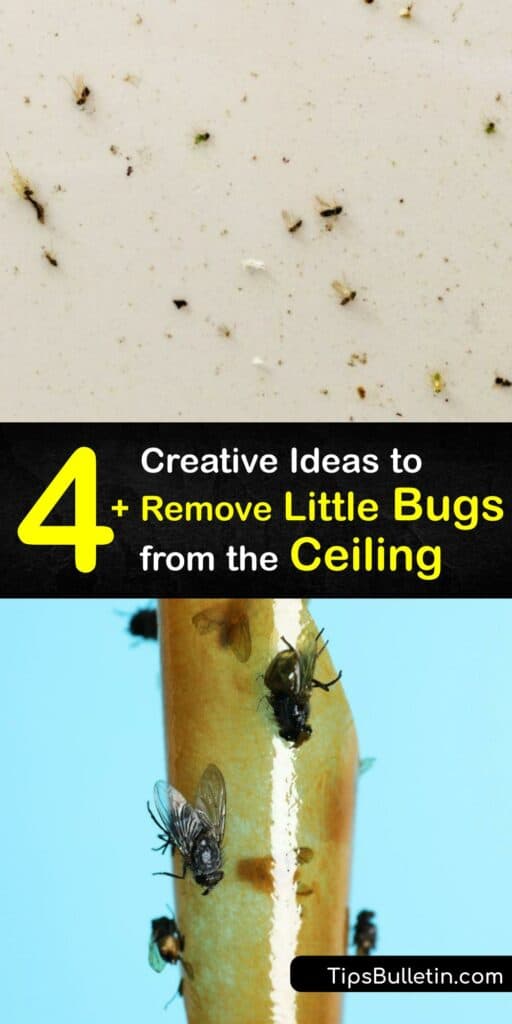 Spotting tiny black bugs, like plaster bagworms, means you need pest control and clean up. Whether you’re facing a fruit fly, plaster bagworm, carpet beetle larvae, or another tiny bug, get them off your ceiling with easy home hacks. #get #rid #bugs #ceiling