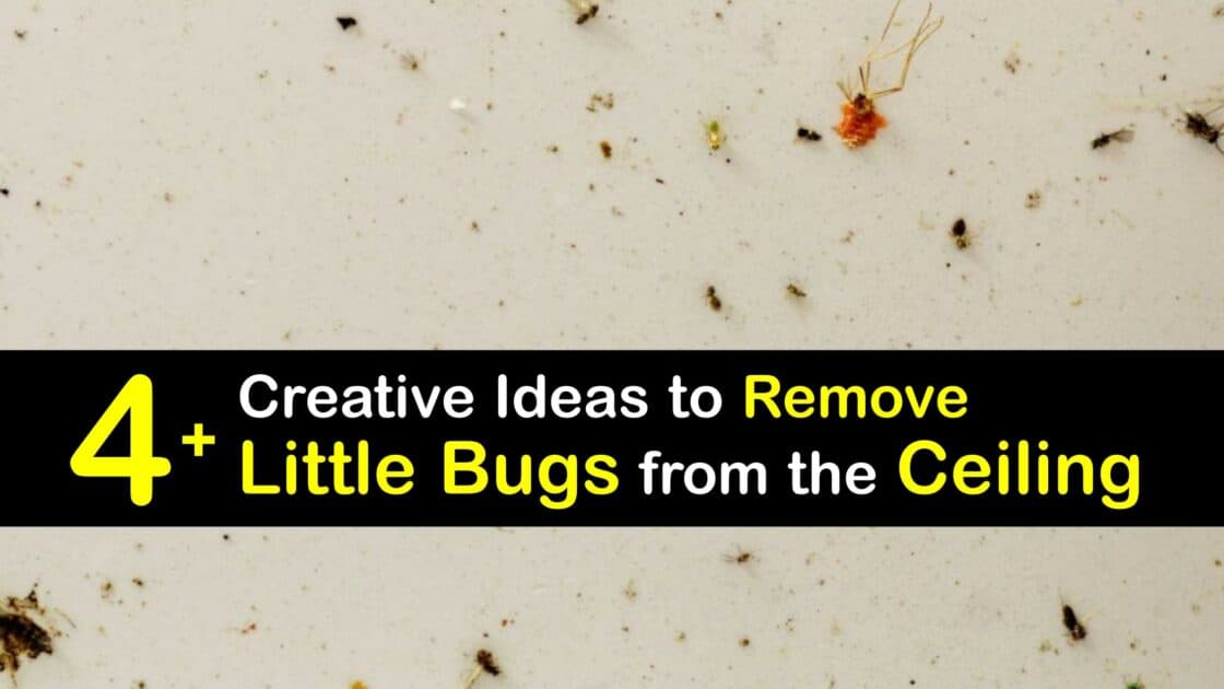 Killing Tiny Bugs Awesome Tricks for Getting Rid of Ceiling Bugs