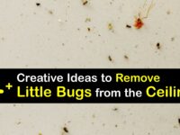 How to Get Rid of Tiny Bugs on the Ceiling titleimg1