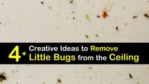 How to Get Rid of Tiny Bugs on the Ceiling titleimg1