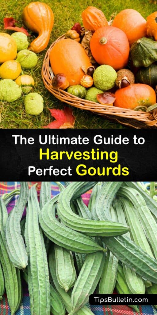 Discover how long ornamental gourds take to grow and how to harvest them at the end of the growing season. Use shears to cut the hardshell cucurbits away from the vine, leaving a few inches of stem on the gourd, and clean them with soapy water before curing them. #harvest #gourds