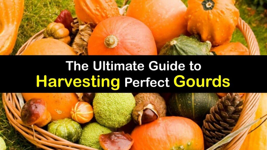 How to Harvest Gourds titleimg1
