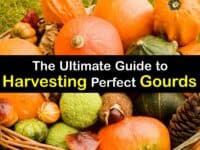 How to Harvest Gourds titleimg1