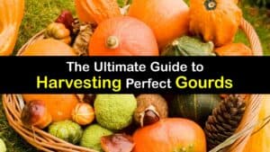 How to Harvest Gourds titleimg1