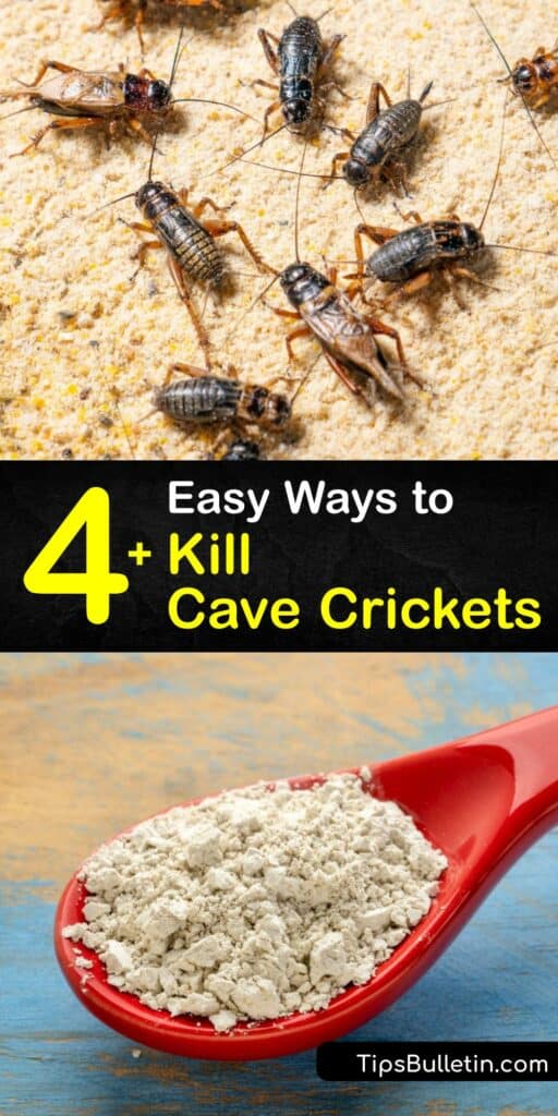 When you have a house cricket or mole cricket issue, or cave crickets indoors, pest control is vital. End a greenhouse camel cricket infestation in your basement or crawl space with a sticky trap, soapy water insect trap, diatomaceous earth, and more. #getridof #cave #crickets