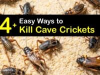 How to Kill Cave Crickets titleimg1