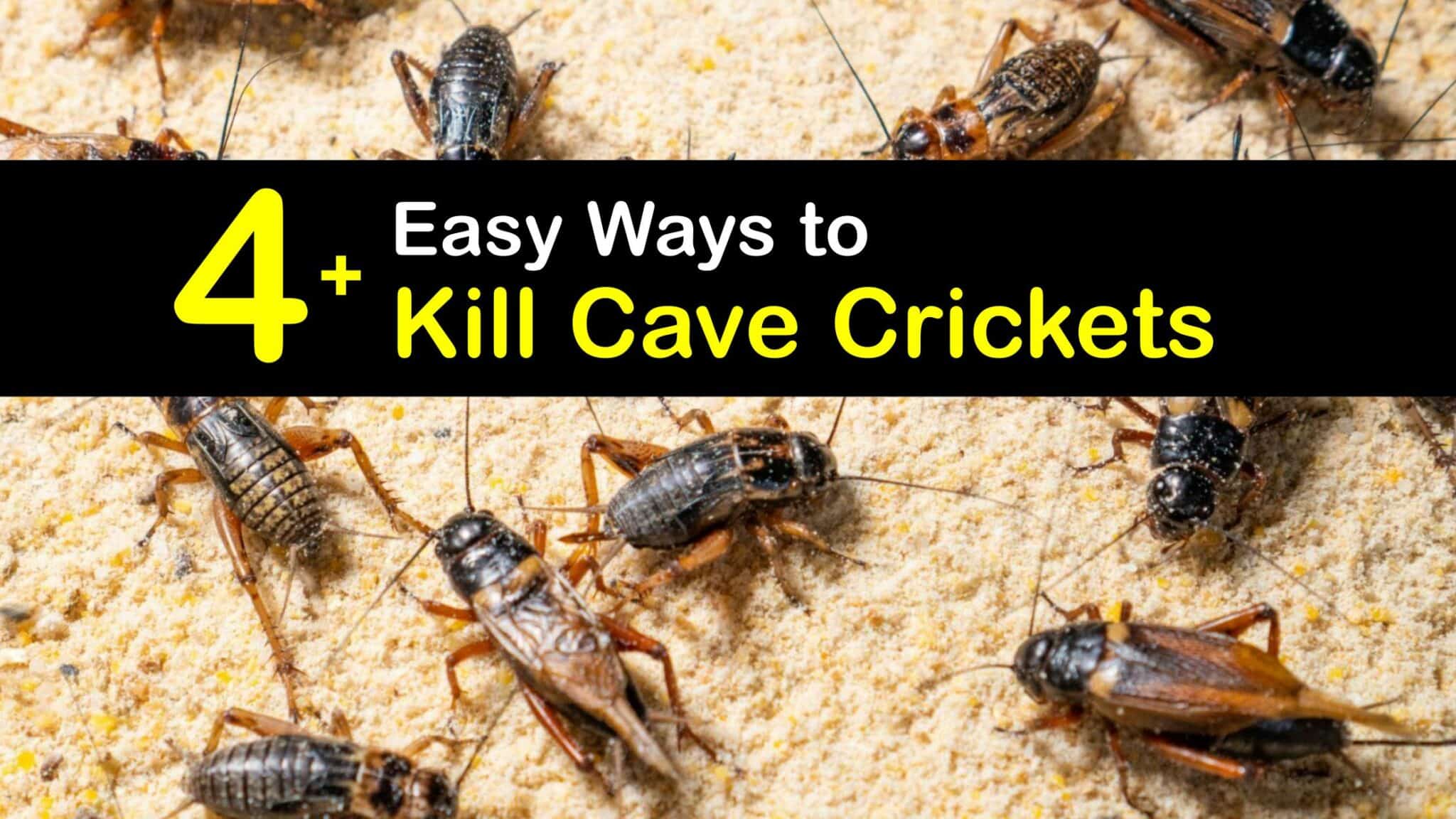 Cave Cricket Control Incredible Tips for Eliminating Cave Crickets
