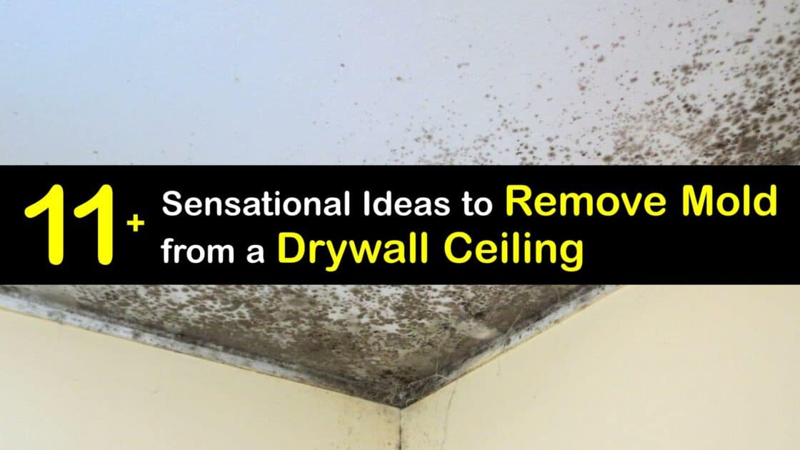 Eliminate Mold from Drywall Removing Mold from the Ceiling
