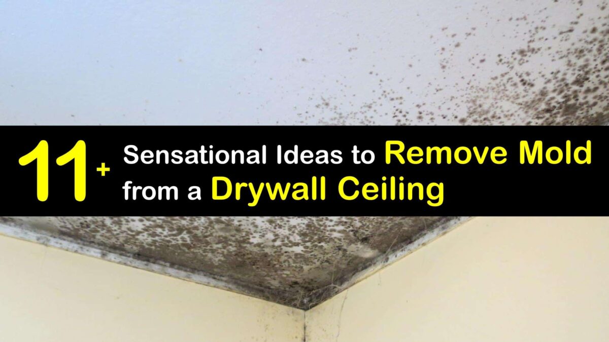 Eliminate Mold from Drywall Removing Mold from the Ceiling