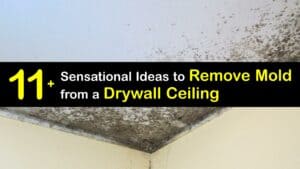 How to Remove Mold from a Drywall Ceiling titleimg1