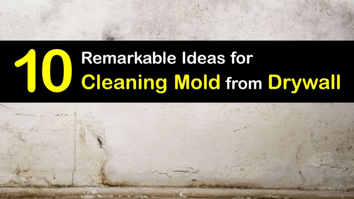 Eliminate Drywall Mold Guide to Remove Mildew from Drywall