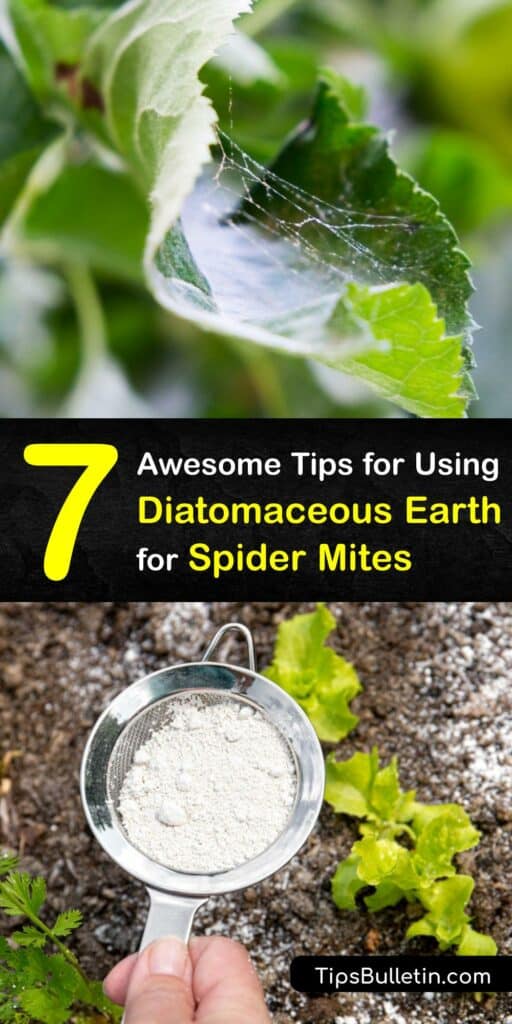 Diatomaceous earth works for indoor plant pest control of a spider mite infestation without harming beneficial insect populations. Treat the predatory mite or fungus gnats on potted plants by preparing a potting soil soak or apply DE in the garden. #diatomaceous #earth #spider #mites