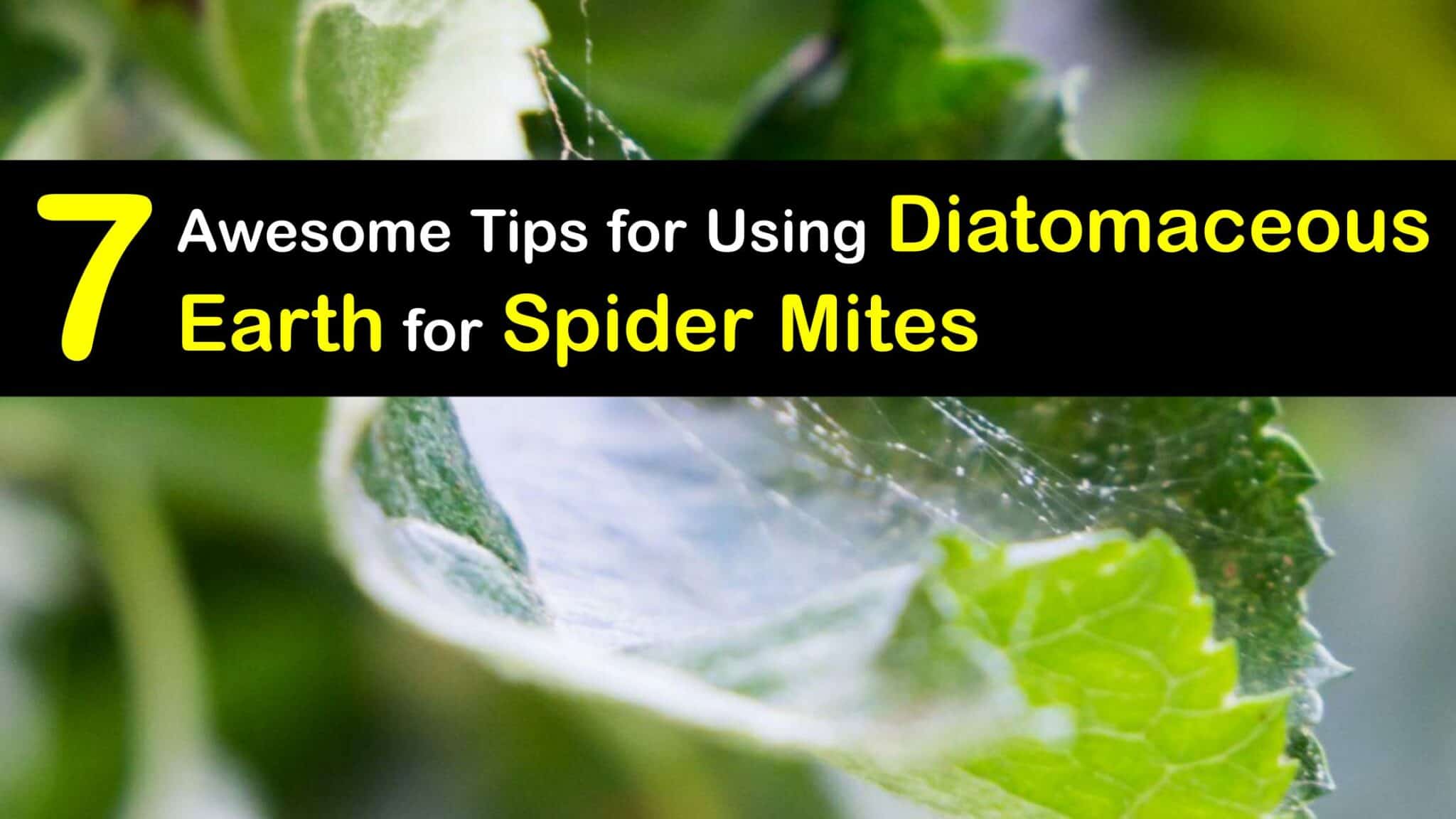 Spider Mites and DE Kill Spider Mites with Diatomaceous Earth