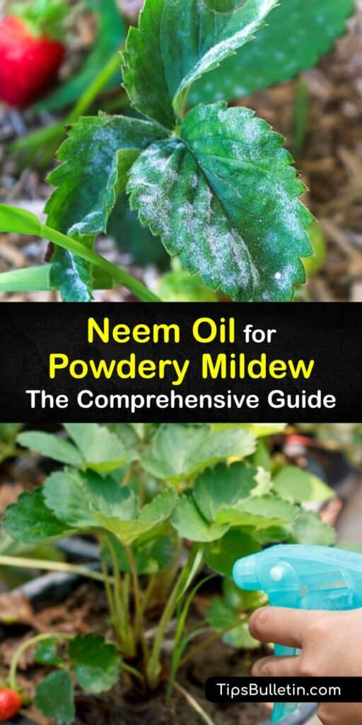 Neem oil insecticide comes from the neem tree and is an ideal treatment for powdery mildew spores and other fungal disease on your plants. Use neem oil when powdery mildew or a pest strikes and eliminate your issues without harming beneficial insects. #neem #oil #powdery #mildew