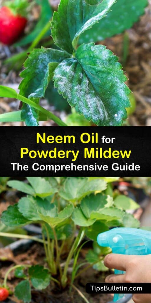 Powdery Mildew On Dahlias - powdery mildew on dahlias