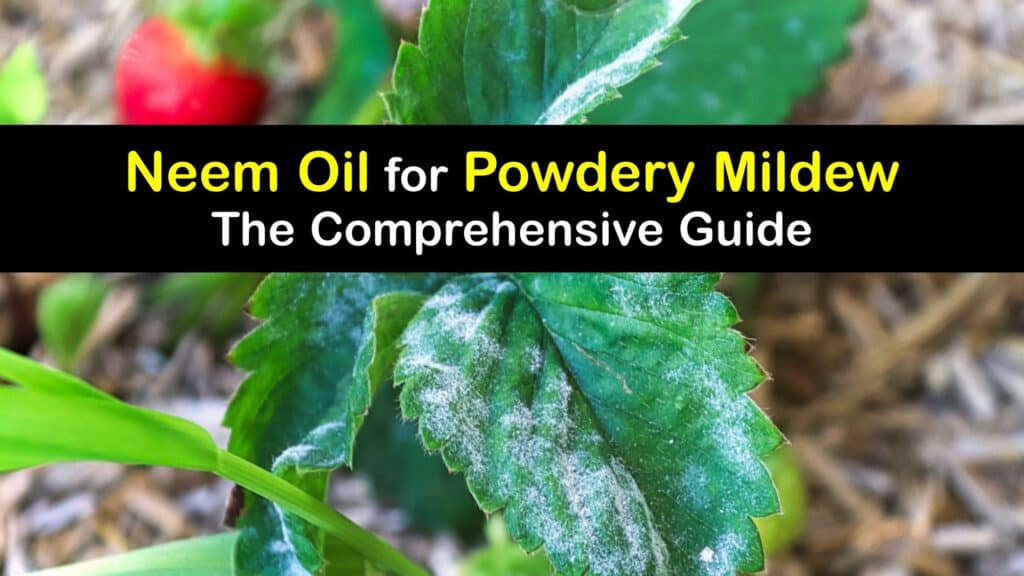 How to Use Neem Oil for Powdery Mildew titleimg1