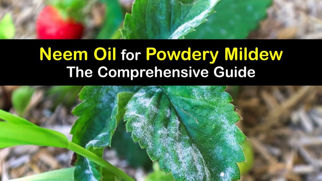 Killing Powdery Mildew Clever Neem Oil Solutions