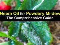 How to Use Neem Oil for Powdery Mildew titleimg1