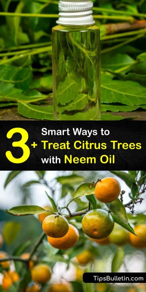 Insects like the Asian citrus psyllid feed on fruit trees and carry bacterial diseases with them. Discover how to protect your citrus plants by making a neem oil spray to keep harmful insects away and to remove sooty mold on your plant leaves. #neem #oil #citrus #tree