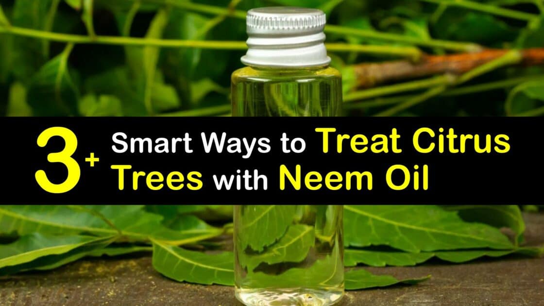 Citrus Tree Problems Tricks for Using Neem Oil on Citrus Trees